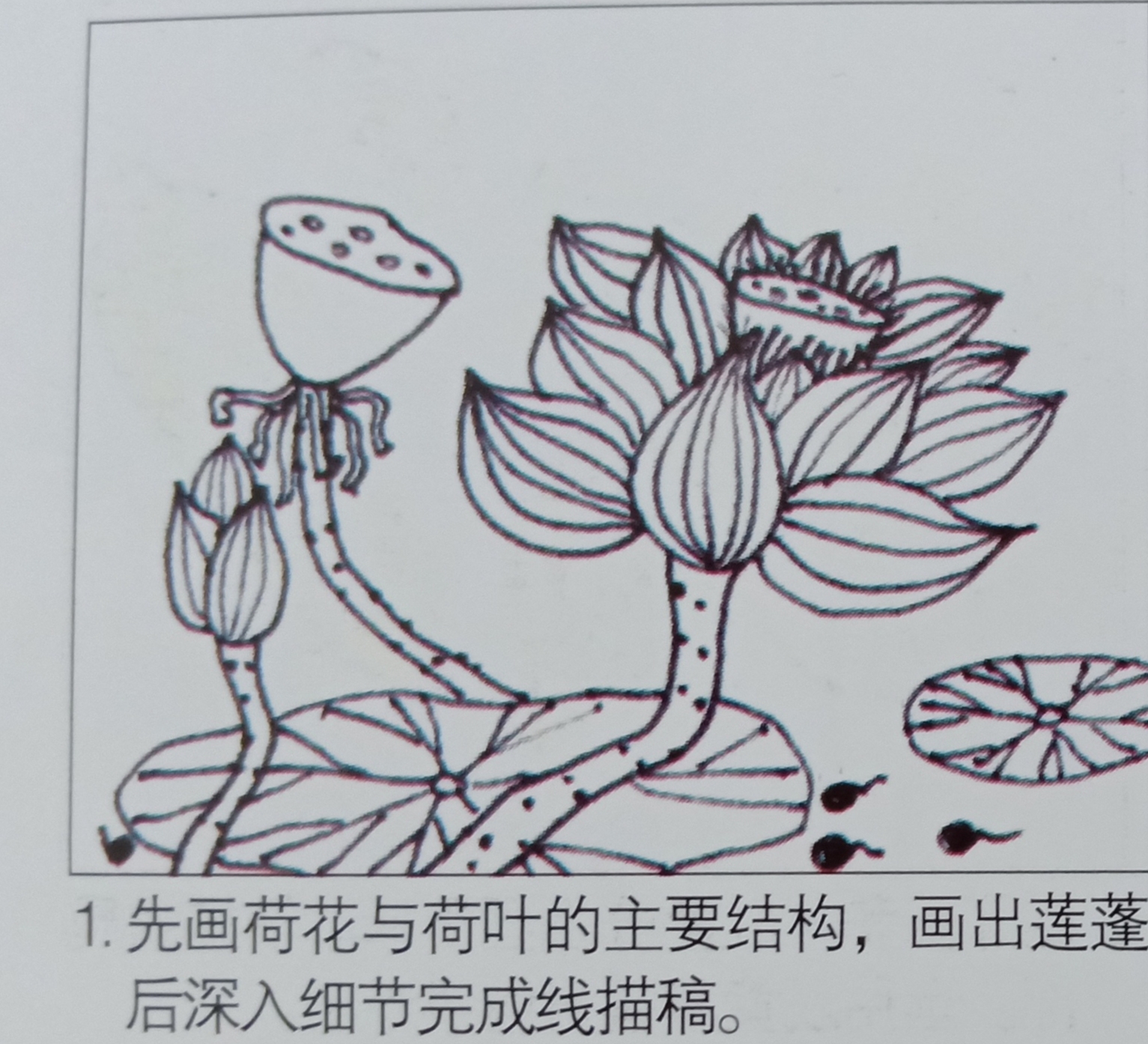 一年级下册美术(漂亮的荷花)