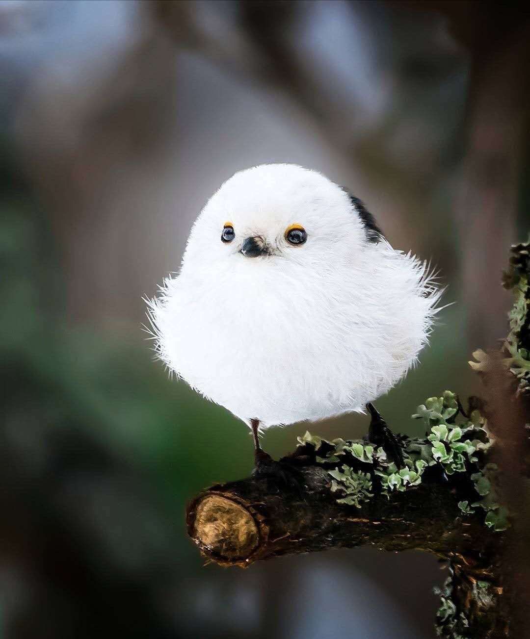 画一只世界上最萌的小鸟